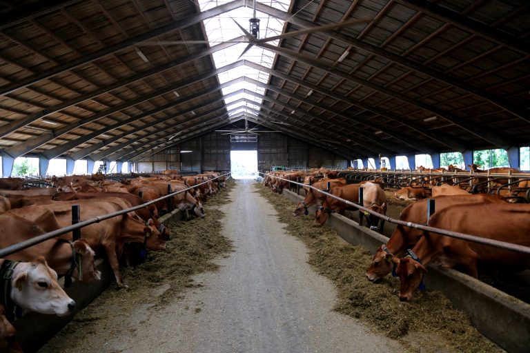 Jerseykøerne hos Jens