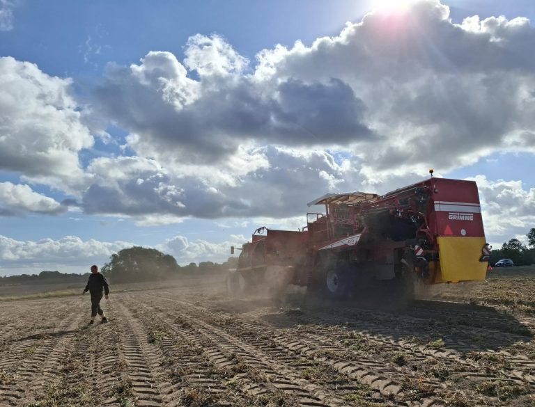 Den danske kartoffel